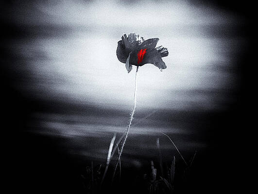 Poppy Stories Print
