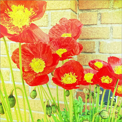 Flower Photograph - Poppyfied by Onedayoneimage Photography