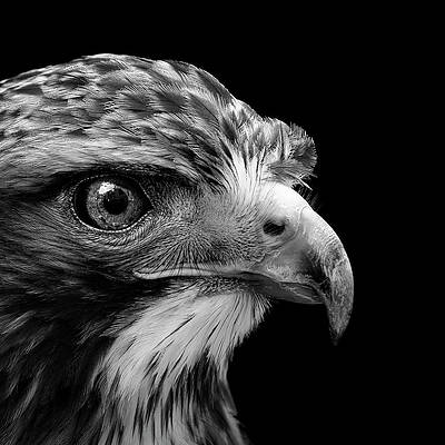 Majestic Hawk in Black and White Wall Art