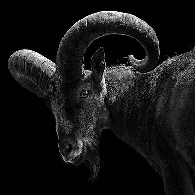 Majestic Ram in Monochrome Wall Art