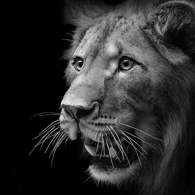Majestic Lion Portrait Wall Art