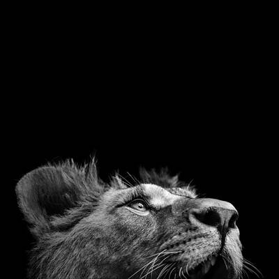 Pensive Lion in Black and White Wall Art