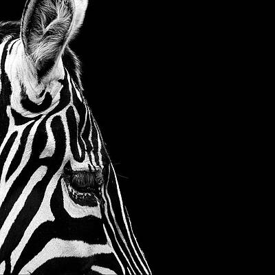 Close-Up of a Zebra's Face Wall Art