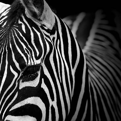 Close-Up of a Zebra Wall Art