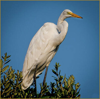 Photograph - Posing Egret by Marshall Hurley