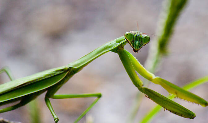 Wall Art featuring the photograph Praying Mantis Looking by Jonny D