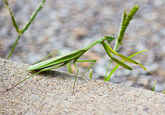 Wall Art featuring the photograph Praying Mantis Watching You by Jonny D