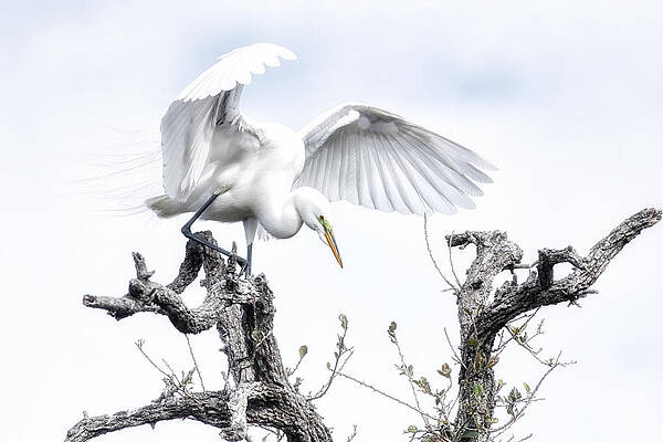 Florida Wall Art featuring the photograph Pre-flight by Ghostwinds Photography