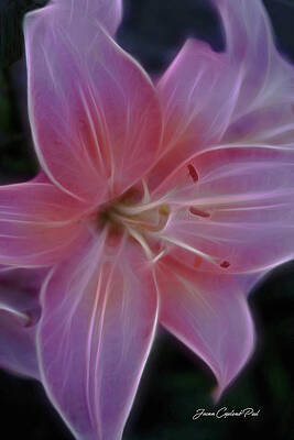 Wall Art featuring the photograph Precious Pink Lily by Joann Copeland-Paul
