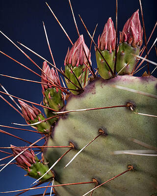 Green Wall Art featuring the photograph Prickly Buds by Kelley King