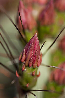 Green Wall Art featuring the photograph Prickly Pear Close Up by Kelley King
