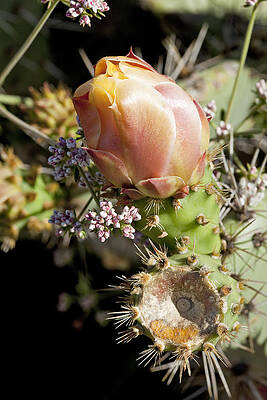 Cactus Blossom in Sunlight Wall Art