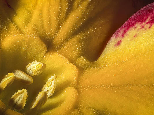 Nature Photograph - Primrose Super Macro by Jean Noren