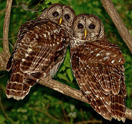 Photograph - Privacy, Please by Marshall Hurley