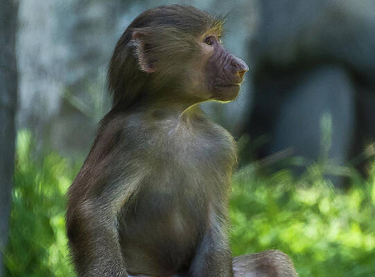 Photograph - Profile Pic by Marshall Hurley