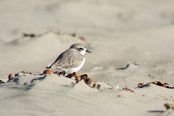 Wild Wall Art featuring the photograph Puff Ball -- Western Snowy Plover At Morro Strand State Beach, Morro Bay, California by Darin Volpe
