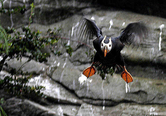 Bird Wall Art featuring the photograph Jumpin Puffin by Jean Noren