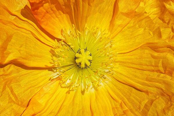 Wall Art featuring the photograph Pure Sunshine - Poppy by KJ Swan