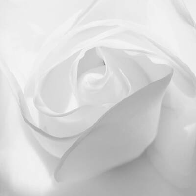 Wall Art featuring the photograph Purity - White Rose by KJ Swan
