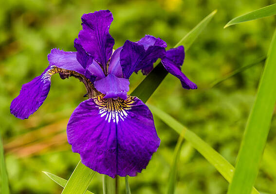 Photograph - Purple Beauty by Ed Clark