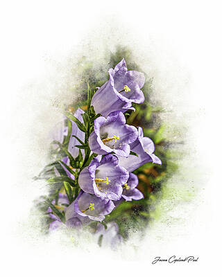 Summer Wall Art featuring the photograph Purple Canterbury Bells by Joann Copeland-Paul