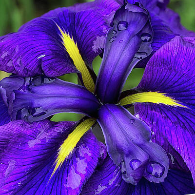 Spring Wall Art featuring the photograph Purple Iris Centre by Shirley Mitchell