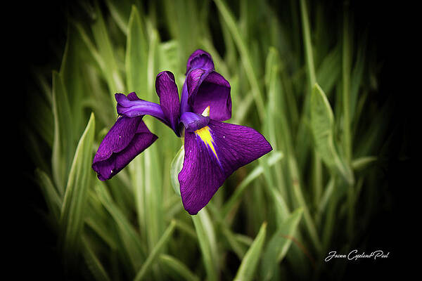 Wall Art featuring the photograph Purple Japanese Iris by Joann Copeland-Paul