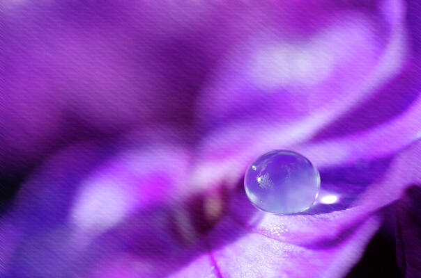 Wall Art featuring the photograph Purple Rain Drop by Crystal Wightman