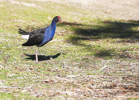 Wildlife Photograph - Purple Swamphen - Australia by Steven Ralser