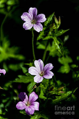 Summer Photograph - Purple Trio by William Norton