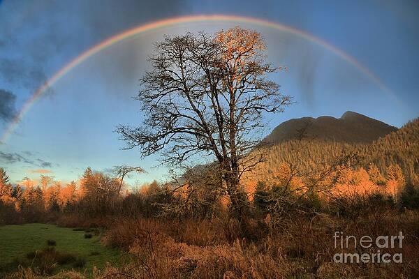 Wilderness Wall Art featuring the photograph Quinault Rainbow by Adam Jewell