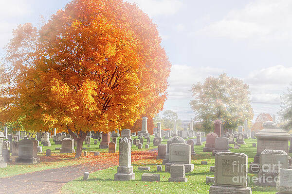 Sky Wall Art featuring the photograph Quiet Neighbors by William Norton