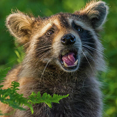 Wall Art featuring the photograph Raaar by Steve L'Italien