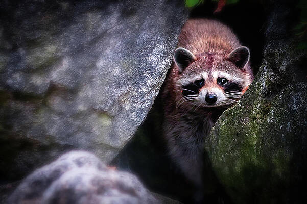 Raccoon by Al Poullis
