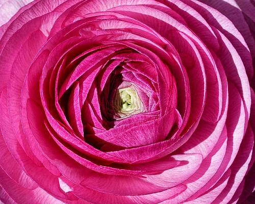 Wall Art featuring the photograph Radiant Charmer - Ranunculus by KJ Swan