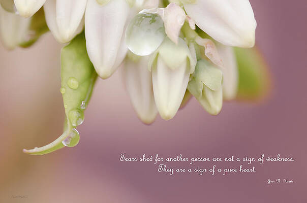 Wall Art featuring the photograph Rain Drops On A Blueberry Plant by Crystal Wightman
