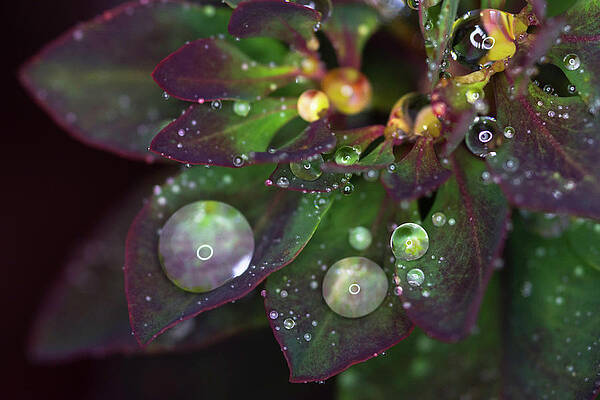 Color Photograph - Rain Drops On Christmas Flower by Crystal Wightman