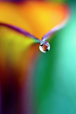 Color Photograph - Rainbow Drop by Crystal Wightman