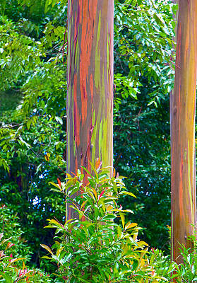 Sea Photograph - Rainbow Eucalyptus Hawaii by Waterdancer