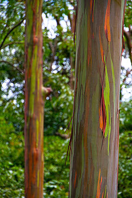 Sea Photograph - Rainbow Eucalyptus Trees Hawaii by Waterdancer