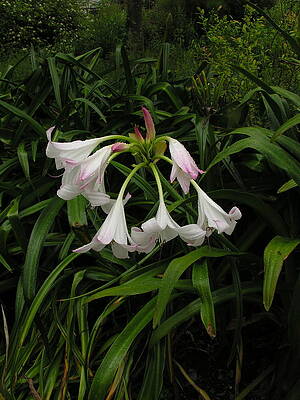 Garden Wall Art featuring the photograph Raindrops by C Thomas Cooney