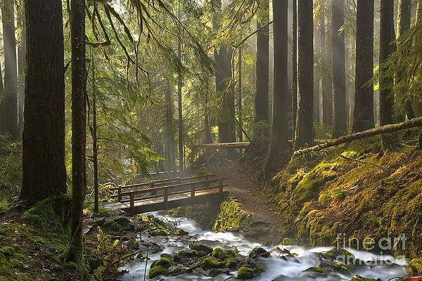 Wilderness Wall Art featuring the photograph Rainforest Crossing by Adam Jewell