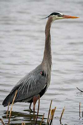 Missouri Wall Art featuring the photograph Rainy Blue by Jeff Phillippi