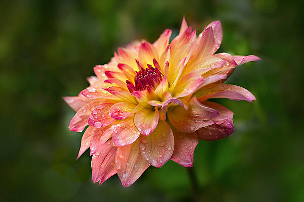 Dahlia in Bloom Photograph
