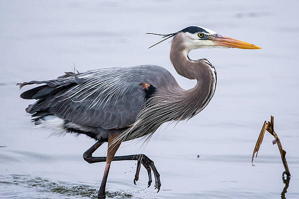 Missouri Wall Art featuring the photograph Rainy Day Blue by Jeff Phillippi