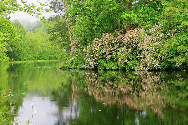 Photograph - Rainy Evening On The Pond by Rob Narwid