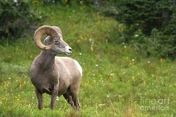 Mountain Wall Art featuring the photograph Ram Ready For Action by Adam Jewell