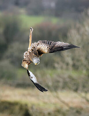 Bird Wall Art featuring the photograph Raptor Diving For Prey by Grant Glendinning