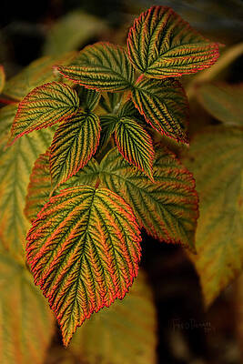 Photograph - Raspberry Leaves by Fred Denner