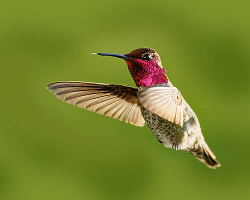 Wild Wall Art featuring the photograph Raspberry -- Anna's Hummingbird In Templeton, California by Darin Volpe
